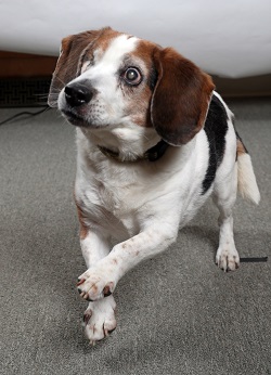 Cowboy, Office Dog