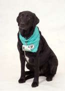 Pepper, Therapy Dog and Office Mascot