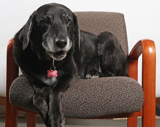 Tweed, Office Dog