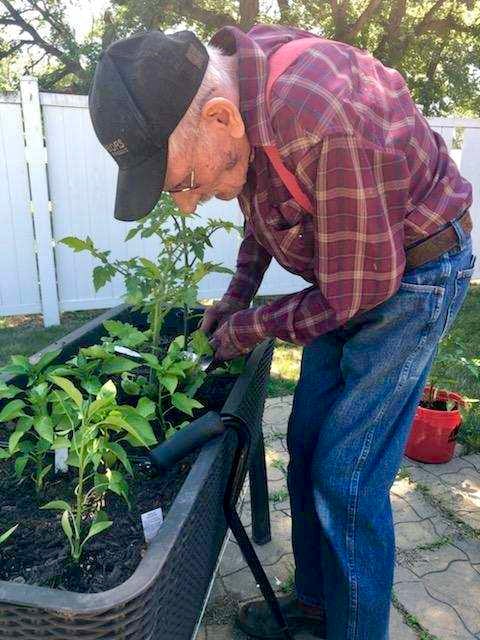 A senior tends to a tomato plant in a planter outside