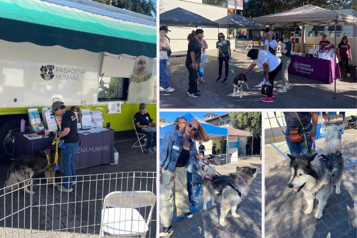 Home Instead Promotes Senior Pet Adoptions at the Pasadena Humane Society collage